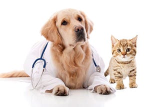 Which Pet Insurance You Should Get