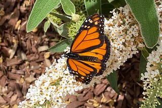 Start A Butterfly Garden: Plants That Attract Butterflies