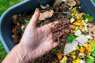 Composting food waste with worms 🪱
