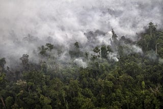 Agro-Forestrium: Varietas Rumput Tahan Api Yang Tidak Mudah Terbakar Untuk Mencegah Kebakaran Hutan…