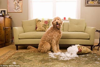 Helping Our Dogs Adjust When We Return To Work