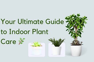 “The Art of Indoor Horticulture: Your Path to Greenery and Tranquility 🌸”