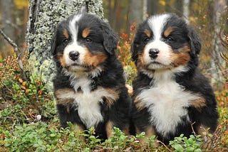 Bernese Mountain Dog Puppies | Care And Education | Pets Feed