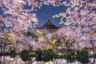Cherry Blossom at Toji Temple — Japan .