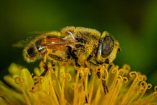 Do Bees Have Consciousness?