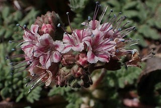 Spring Wildflowers in New Mexico