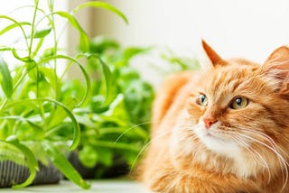 20 Tips On How To Keep Cats Out Of Plants Or Pots
