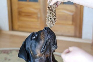 Rottweiler being a picky eater