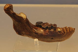 Denisovan Fossils Are Resurfacing and Teaching Us More About Our Mysterious Human Cousins