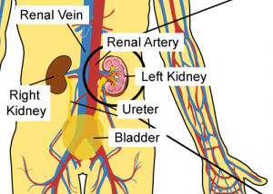 The Kidneys