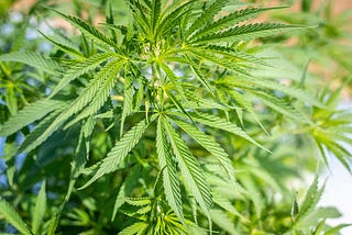 Final Hemp Rule Published by USDA