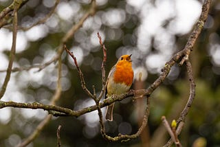 Music For Nature Finding the Music in Nature — Movimg Art