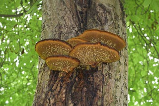 Week #77 Notice of Mushrooms