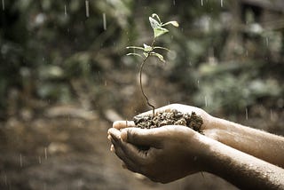 Two hands holding a small plant in soil, while raining.