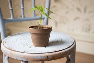 Young plant growing in a pot sitting on a chair.