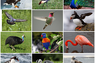 Bird Diversity 250 Species.