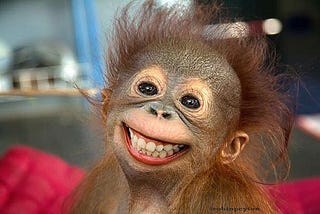 A baby monkey with human teeth smiling towards a camera