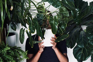 6 Houseplants that Help with Anxiety