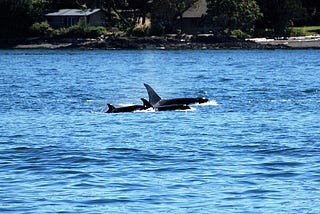 Whale Watching In Australia — Australian Tourism Guide