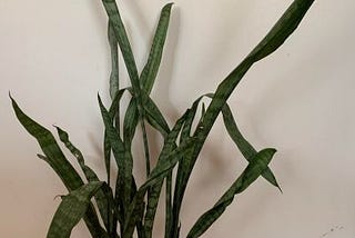 “Putting the Spring Back in Your Snake Plant: Dealing with Drooping Leaves”