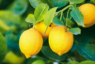 Lemon. Useful properties and applications. Contraindications