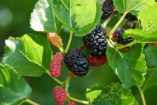 The Mulberry Tree of my park