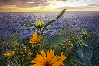 3 SPRING EQUINOX RITUALS INSPIRED BY EOSTRE: THE CELTIC GODDESS OF SPRING