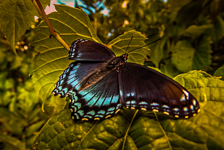 The Captivating Butterfly in Nature’s Beauty and Harmony — flying over a wooded landscape with spread wings about to land.