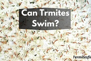 Can Termites Swim? Can They Swim or Drown? — Termites First