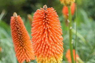 Red Hot Poker Flower Essence