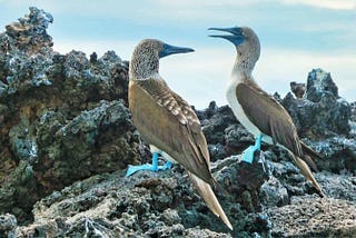 A Luxury Galapagos Cruise is an Amazing Lifetime Adventure