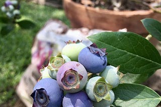 Can you grow blueberries in a pot — Gardener Dude