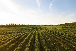 La rupture métabolique, déterminant de l’agriculture productiviste moderne