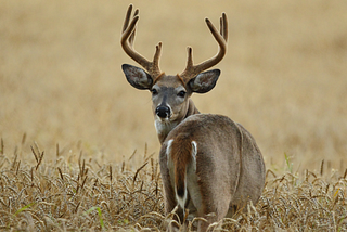 Eat Your Heart Out: 67 Ideas, Tips & Tricks for Preparing Wild Game Hearts