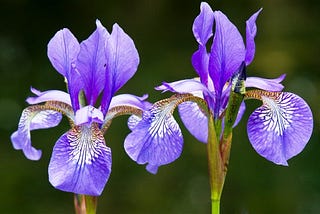 Finding out the type of Iris Flowers using iris dataset💢