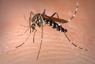 Bitten by the research bug