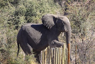 Energy-efficient system for detection of elephants with Machine Learning