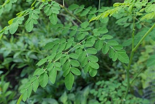 Leaves of the Moringa tree