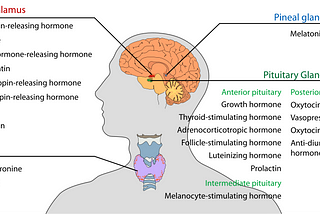 Hipotalamohipofizyal Sistem ve Hormonlar