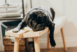 A dog resting lazily on a bench