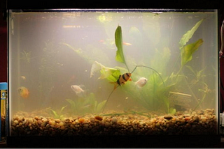 Brown Algae In Fish Tank | How TO Get Rid Of Brown Algae