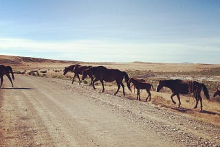 wild horses outside the Great Salt Lake