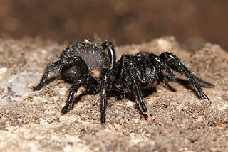 The Deadly Funnel-web Spider!
