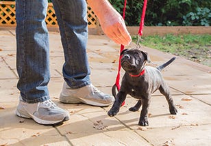 How to Train Your Pup — A Complete Timeline