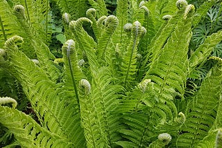 How to grow luscious Ostrich ferns.