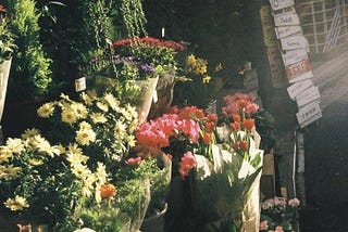 I might misread the flowers you gave for a garden in your heart.