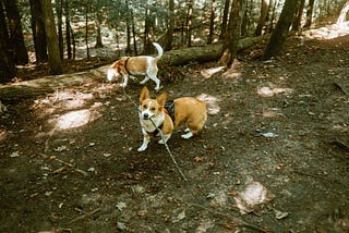 Woman luring two dogs into a sit in front of a wooden shelter at Harmony Valley Dog Park