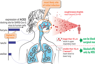 COVID-19: WHY WE SHOULD ALL WEAR MASKS — THERE IS NEW SCIENTIFIC RATIONALE