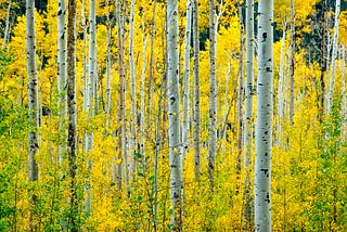 Bach Flower School: Aspen for Anxiety