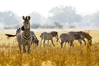 Tanzania Safari —A Complete Guide